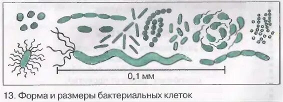 Три биология пятый класс Пасечник разнообразие форм бактерий.