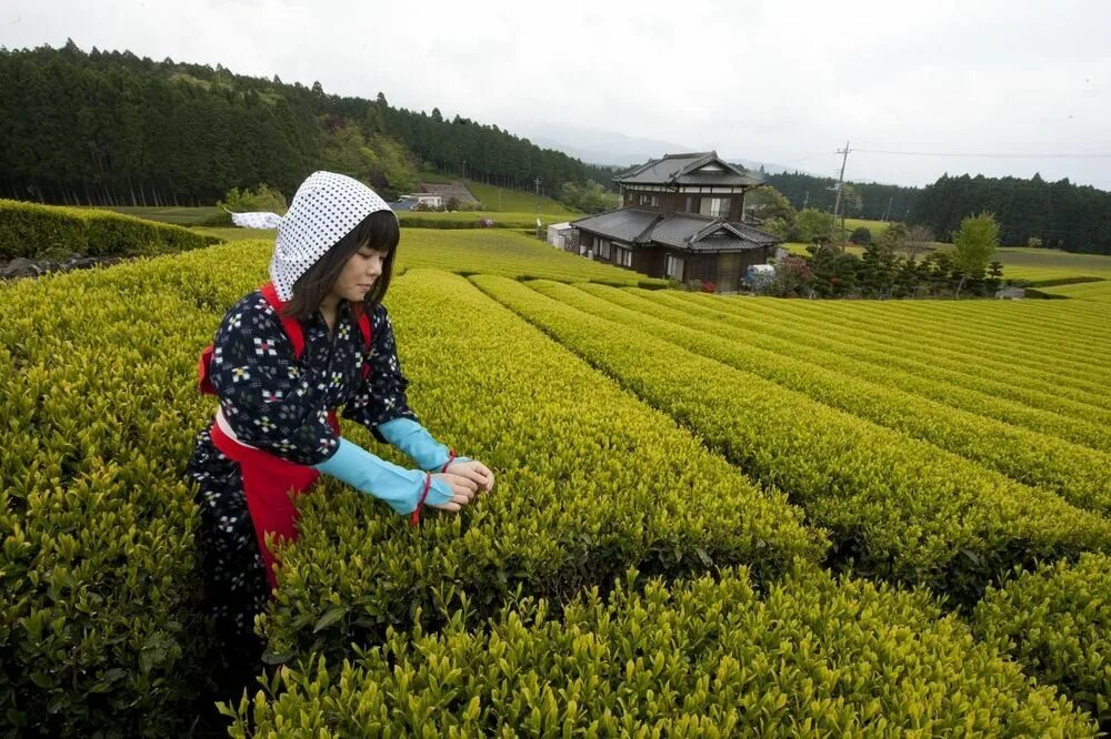 сельское хозяйство и транспорт японии. хозяйство японии. сельское хозяйство китая география 7 класс. сельское хозяйство и пищевая промышленность. земледелие в японии.