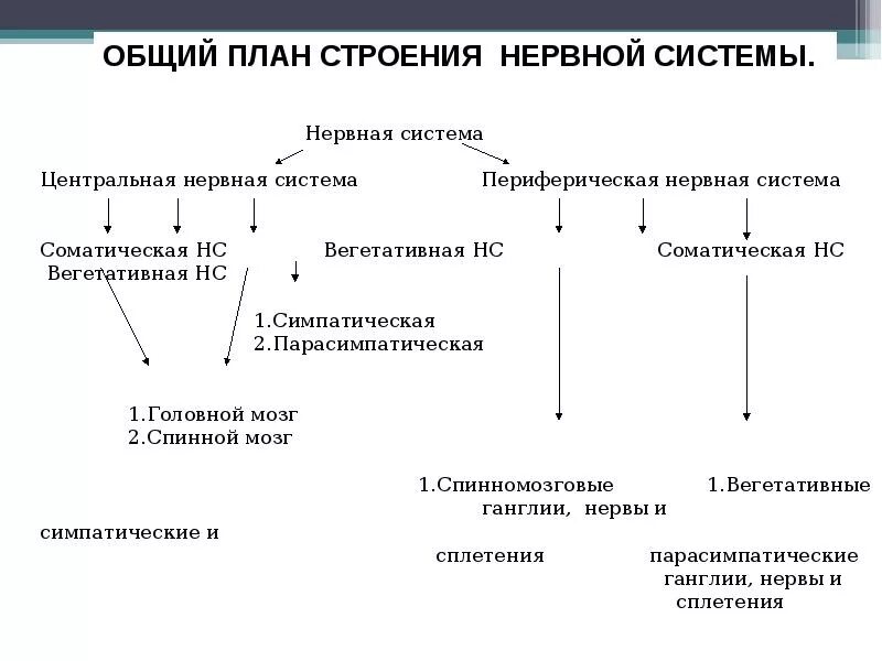 Общий план строения ЦНС. Общий план строения периферической нервной системы. Общий план строения нервной системы схема. Общий план строения и функции ЦНС.. Нервная система строение функции отделов