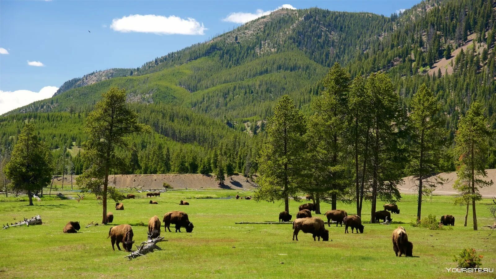 Национальный парк Йеллоустоун. Штат Монтана Йеллоустоун. Yellowstone заповедник. Йеллоустоун ранчо заповедник. Исследование национальных парков