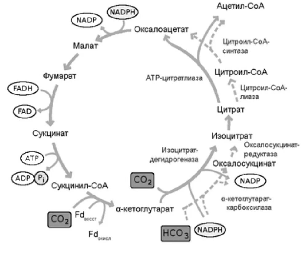 Цикл кребса в митохондриях. Окислительное фосфорилирование этапы цикл Кребса. Схема клеточного дыхания цикл Кребса. Цикл Кребса и окислительное фосфорилирование. Гликолиз цикл Кребса окислительное фосфорилирование.