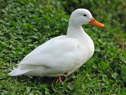 White duck