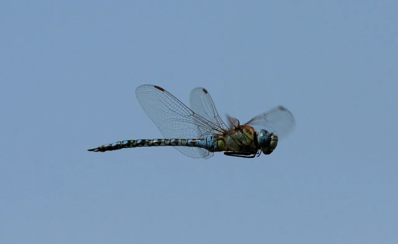 Файл:Thomas Bresson - Aeshna cyanea-1 (by).JPG - Википедия