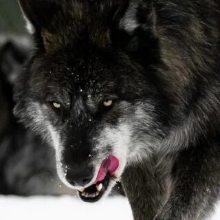 Ruby Silver - YouTube 