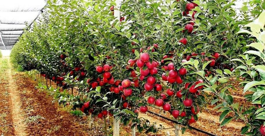 Яблоня malus domestica. Таджикские фрукты. Плодовые кубани. Краснодарская ягода. Плодовые кубани.