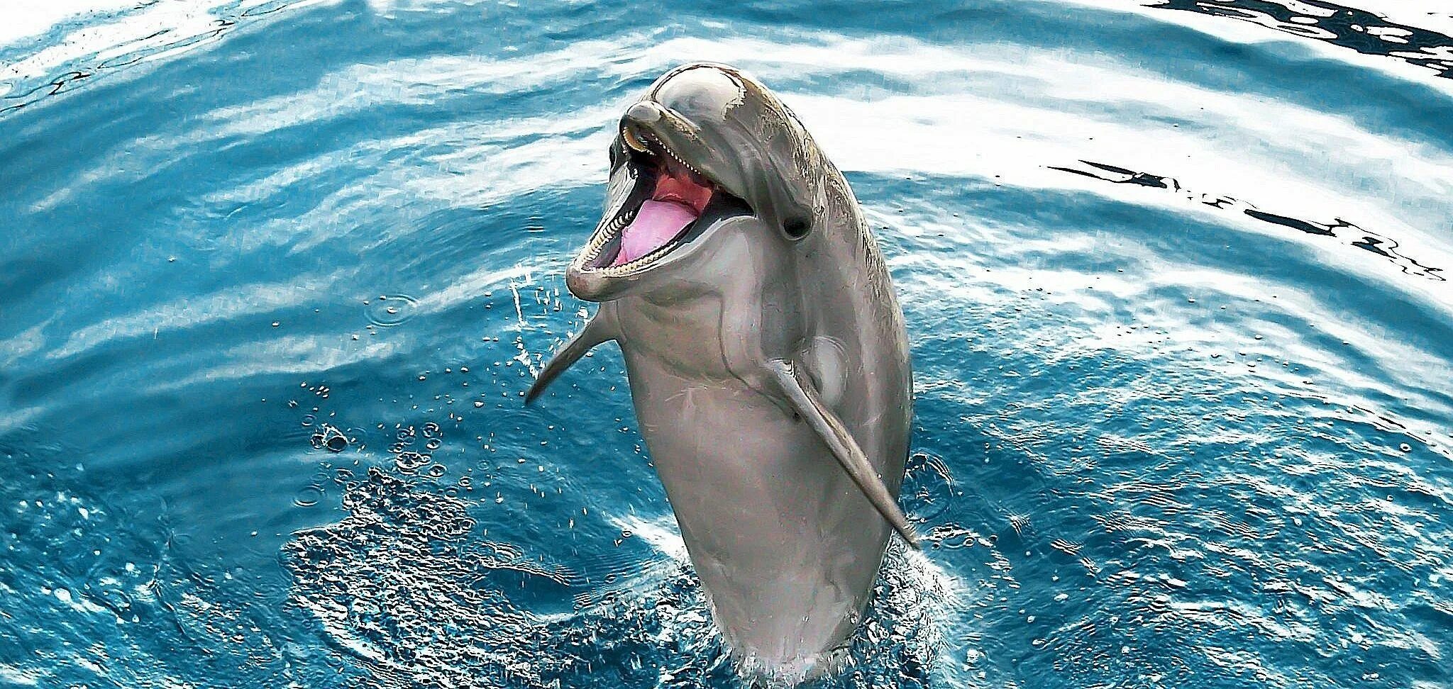 Улыбка дельфина. Дельфины улыбаются. Дельфин келли. Дельфин смеется. Дельфин прикол.