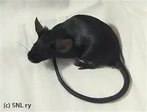 Приснилась летучая мышь. К чему снится мышь маленькая. Черные мыши во сне к чему. Сонник летучая мышка. История создания мышки.