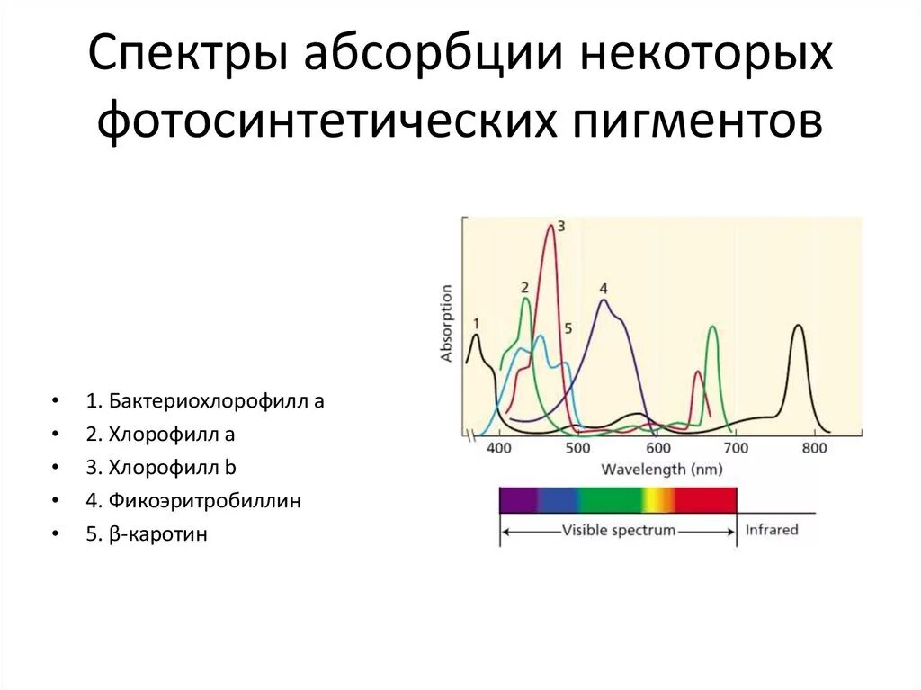 Спектр поглощения пигмента хлорофилла. Спектры поглощения фотосинтетических пигментов. Спектры поглощения пигментов растений. Спектры поглощения пигментов фотосинтеза.