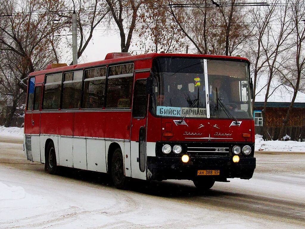 Ikarus 256.75. Икарус 256.54. Ikarus 256. Икарус 256 Барнаул. Автобус с941