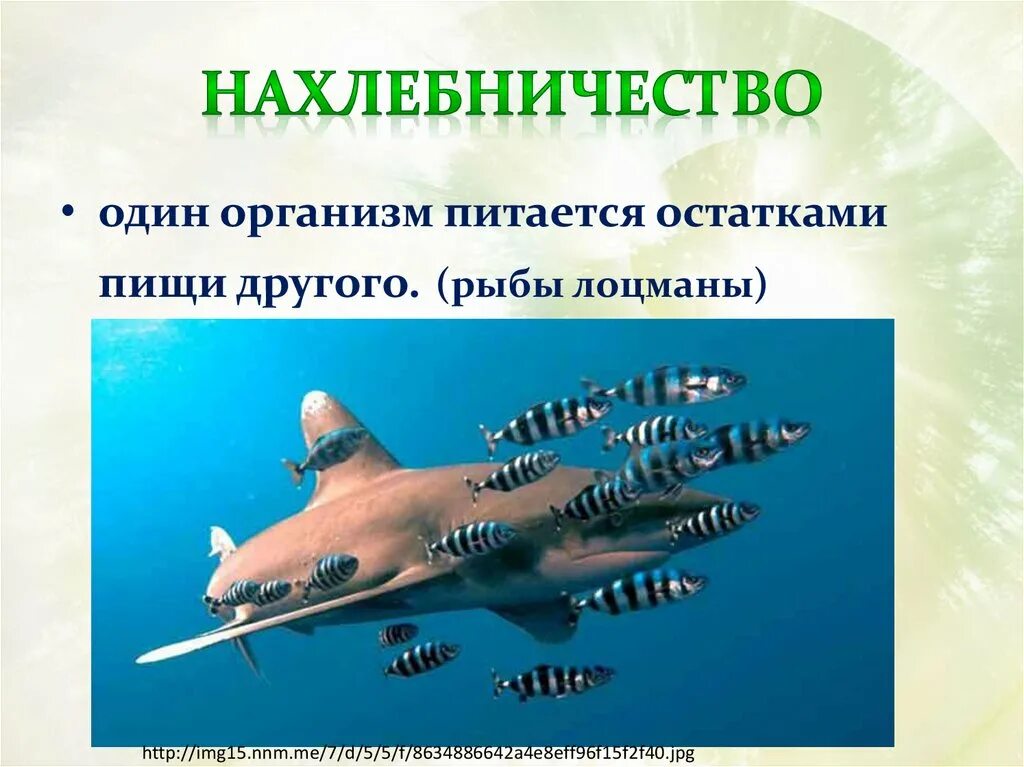Тип взаимоотношений нахлебничество. Нахлебничество. комменсализм нахлебничество. нахлебничество тип взаимоотношений. примеры на хлебни чества.