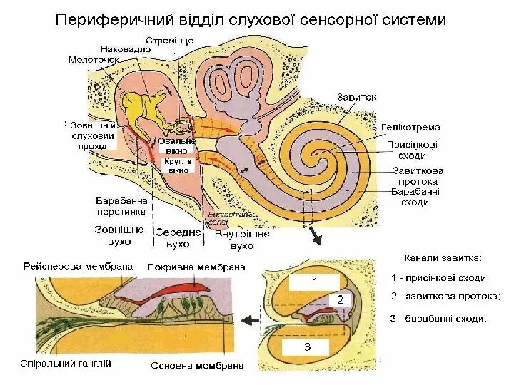 Вестибулярный аппарат слухового анализатора строение. Периферический отдел слухового анализатора физиология. Анатомия и физиология уха слуховой анализатор. Слуховой анализатор физиология схема. Орган слуха и вестибулярный аппарат