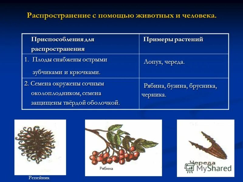 Распространение семян огурцов. Способы распространения плодов и семян. Приспособления семян к распространению. Приспособления для распространения плодов.