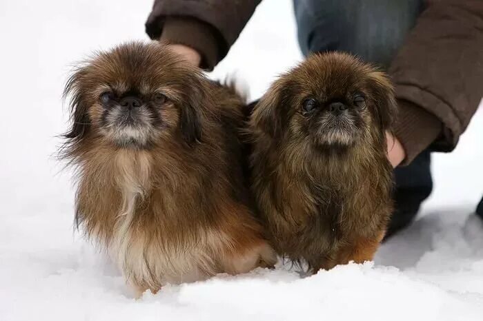 Собака пекинес 5 месяцев. Пекинес хвост. Шпиц с пекинесом. Жесткошерстный пекинес. Вязка пекинесов.