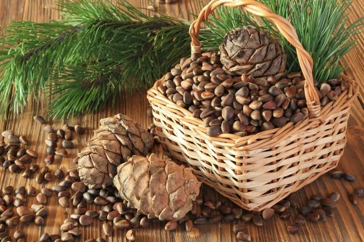 Кедровые орешки где растут CoffMachines.ru