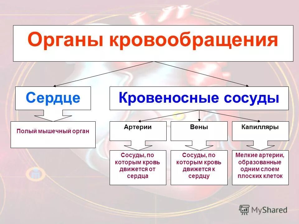 Артериальная и венозная системы. Система кругов кровообращения. Система органов кровообращения. Кровеносная система человека круги кровообращения. Строение кровеносной системы 6 класс биология.