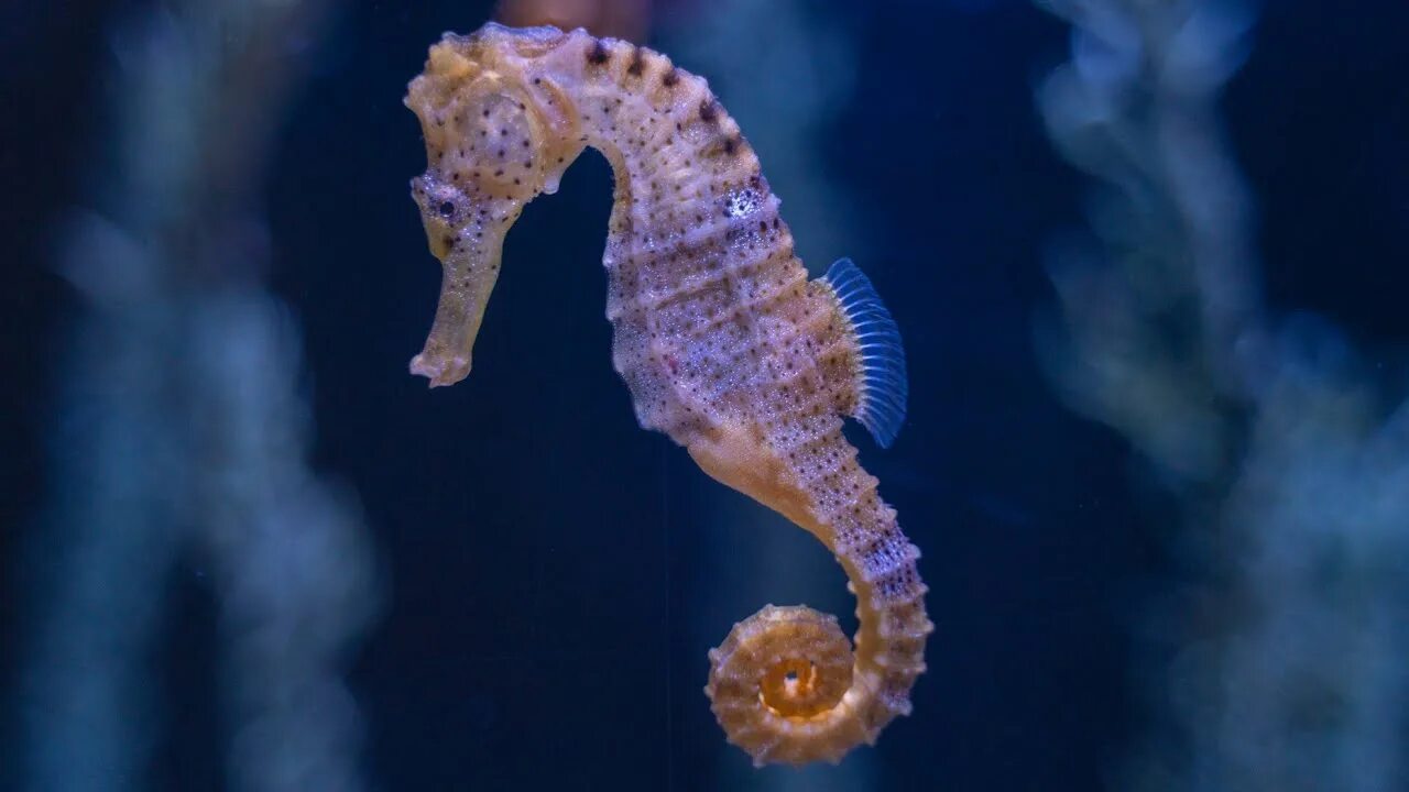 Год морских коньков. Золотые морские коньки. Морской пони hippocampus satomiae. Морской конек. Моркие кон.