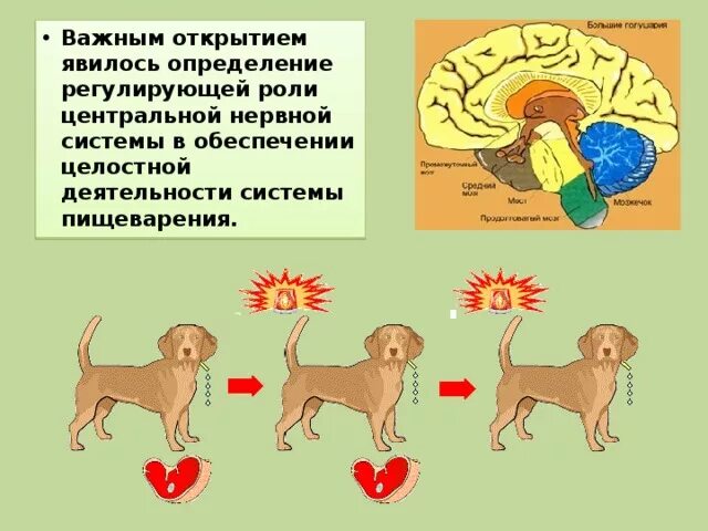 Как нервная система регулирует работу органов биология. Система нервной регуляции пищеварения. Нервно-гуморальная регуляция пищеварения. Нервная регуляция пищеварения схема. Схема регуляции пищеварения 8 класс.