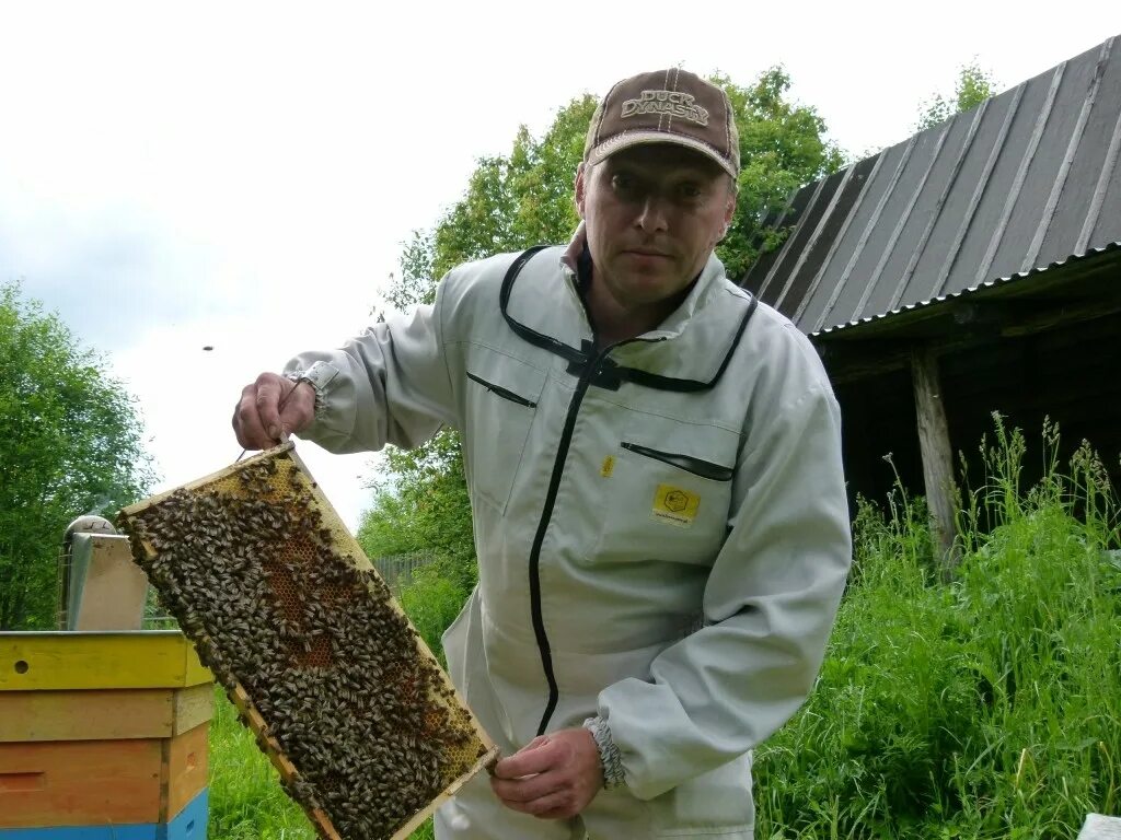 Пасека Андрея Полуэктова. Купить пчел в рязанской области