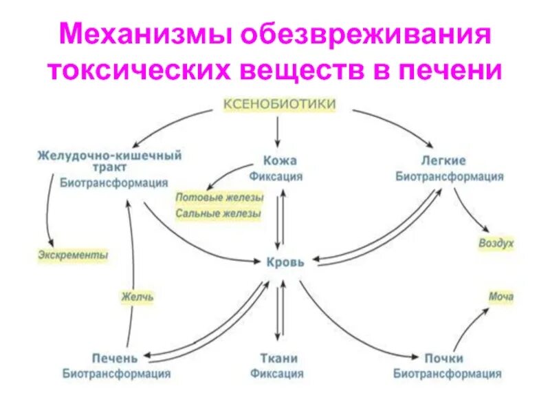 В печени обезвреживаются вещества. Механизмы обезвреживания веществ в печени. Механизмы обезвреживания токсических веществ в печени.. Схема фаз детоксикации печени. Механизм обезвреживания чужеродных веществ в печени.