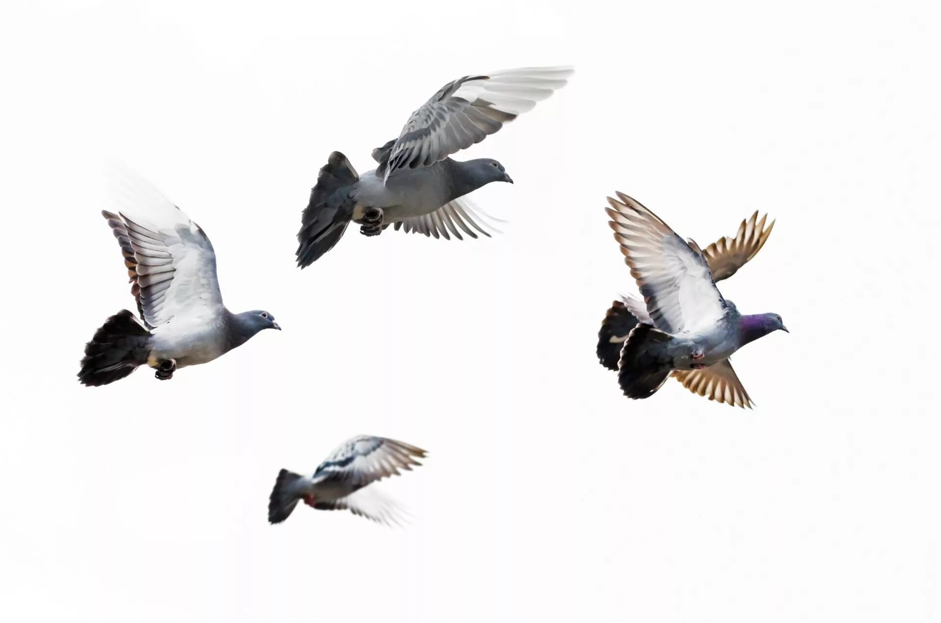 Fly pigeon