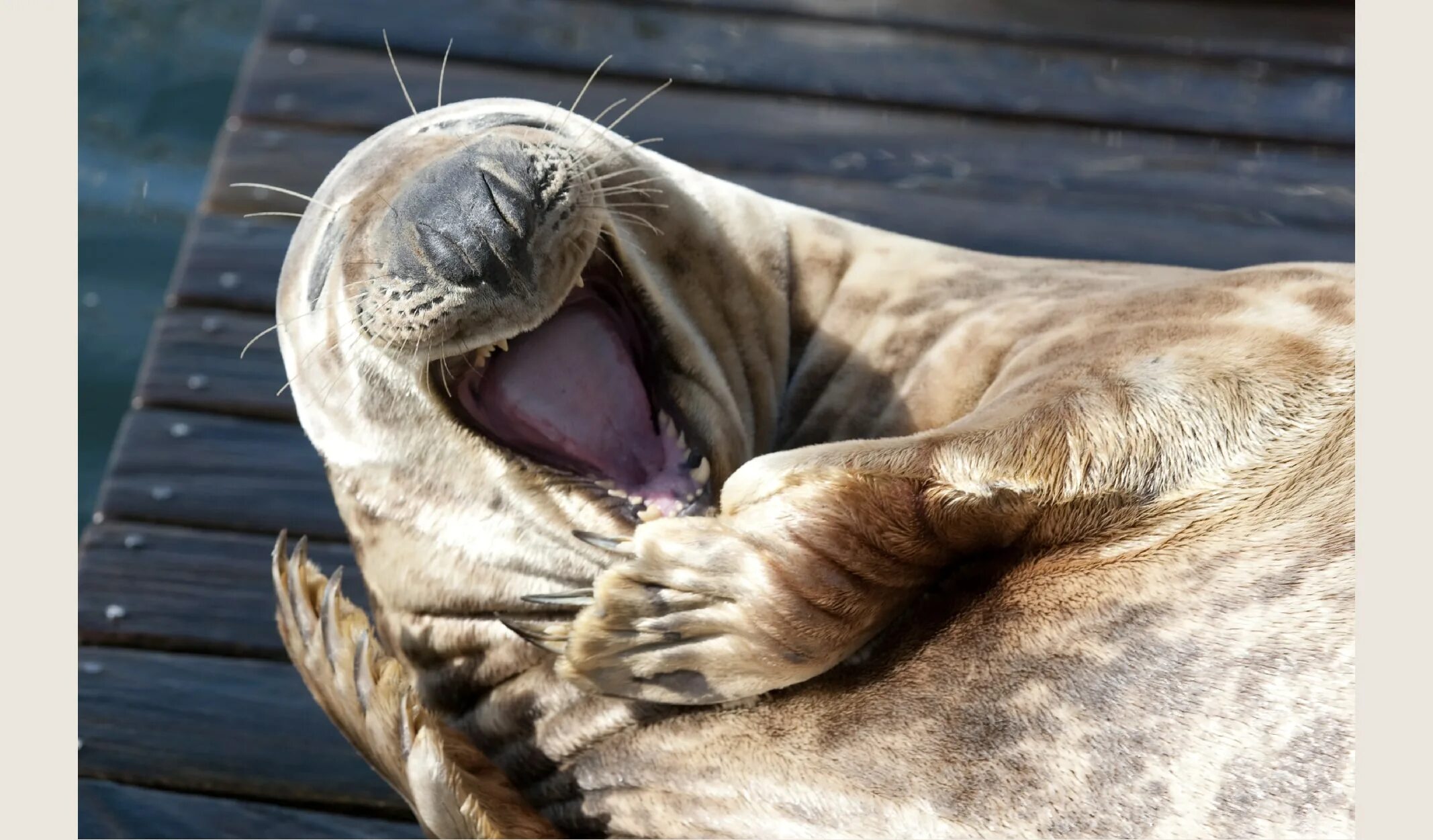 Животные смеются. Улыбки животных смешные. Тюлень ржет. Улыбчивый морж. Залив стый смех
