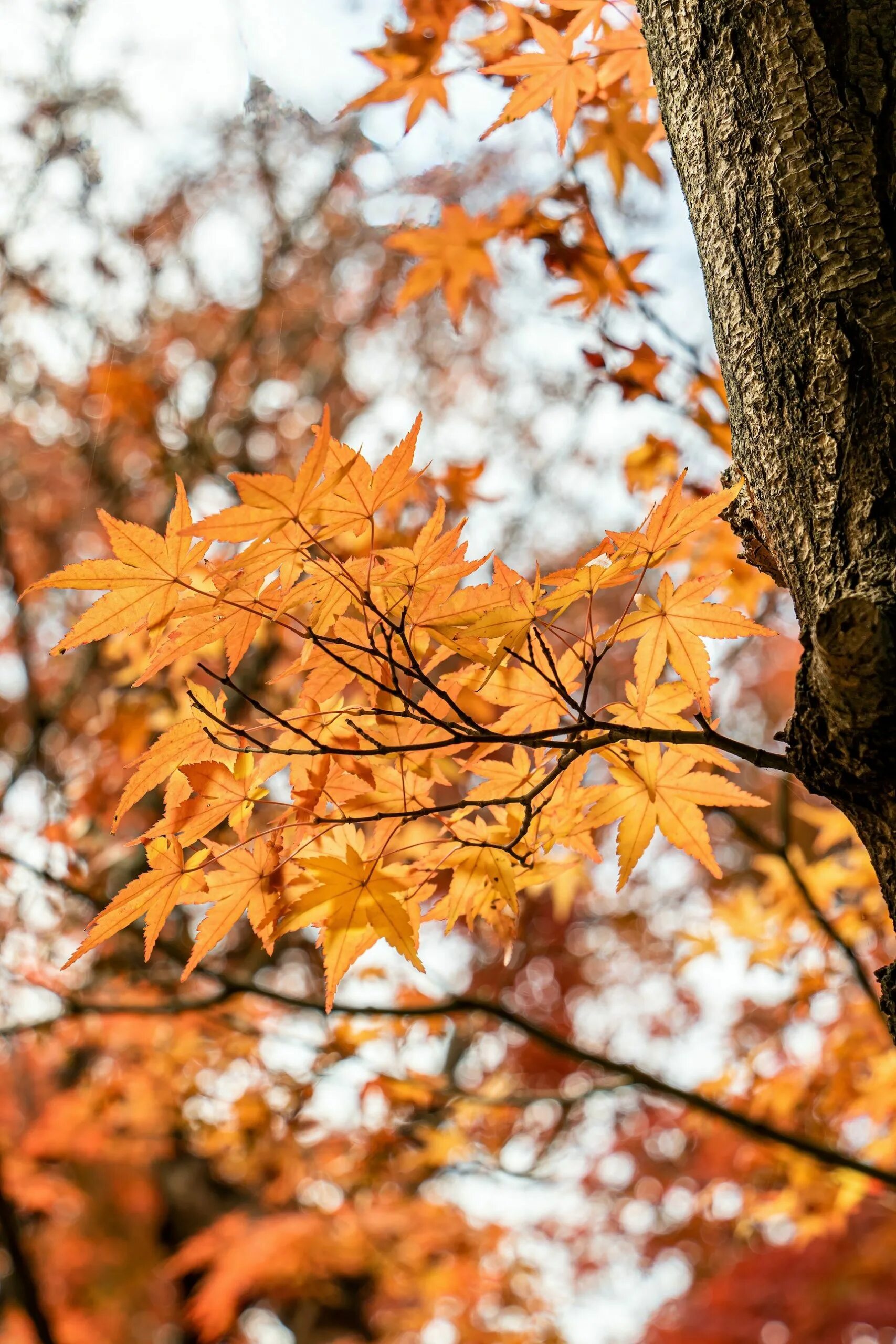 Осень фото красивые листья. Fall aesthetic. Виновата осень