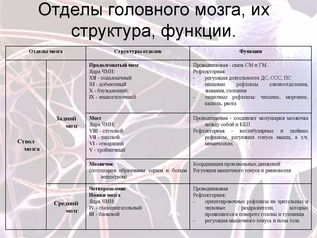 Отделы головного мозга и их функции. Строение коры головного мозга таблица. Функции больших полушарий головного мозга таблица 8 класс. Функции долей мозга таблица. Биология 8 класс отдел головного мозга строение и функции.