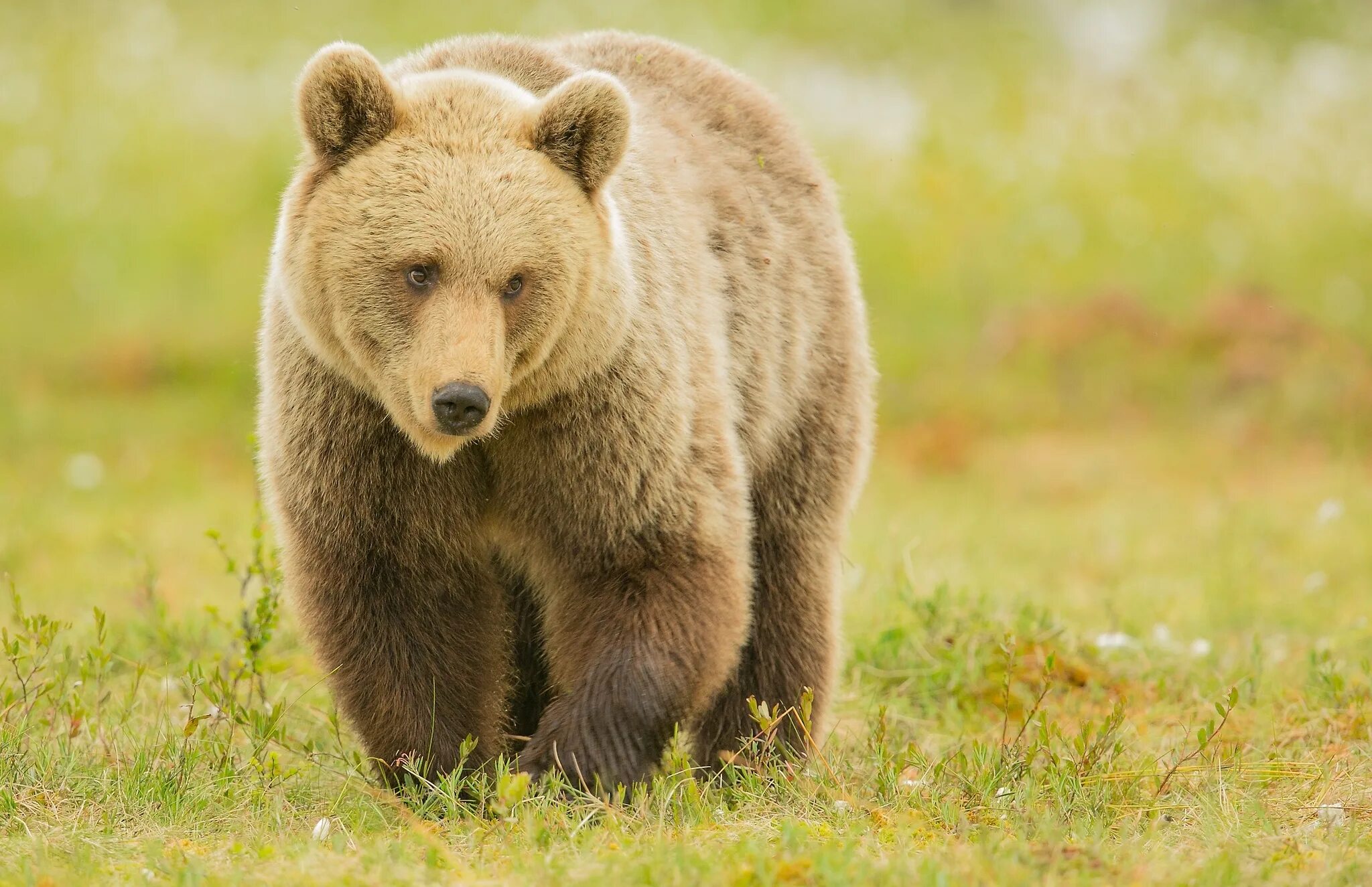 Картинка медведь. Европейский бурый медведь. Аляскинский бурый медведь. Бурый медведь фото. Бурая Медведица.