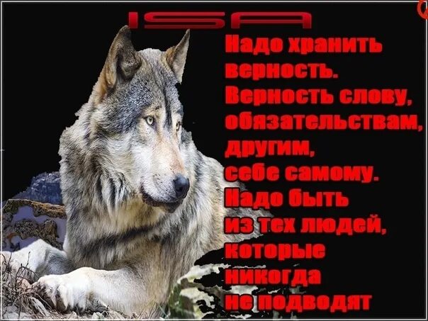 Гордый волк. Волк с надписью. Гордый волк одиночка. Волк сильный духом.