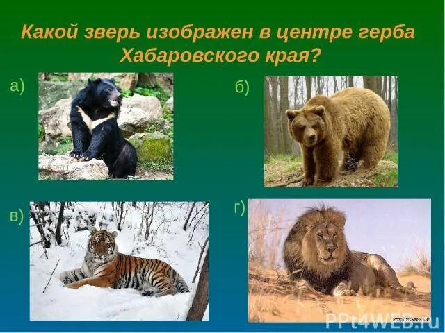 Какой зверь изображен на. Викторина на тему природа хабаровского края. викторина по теме животные хабаровского края. животные изображенные в центре. каких зверей так называют.