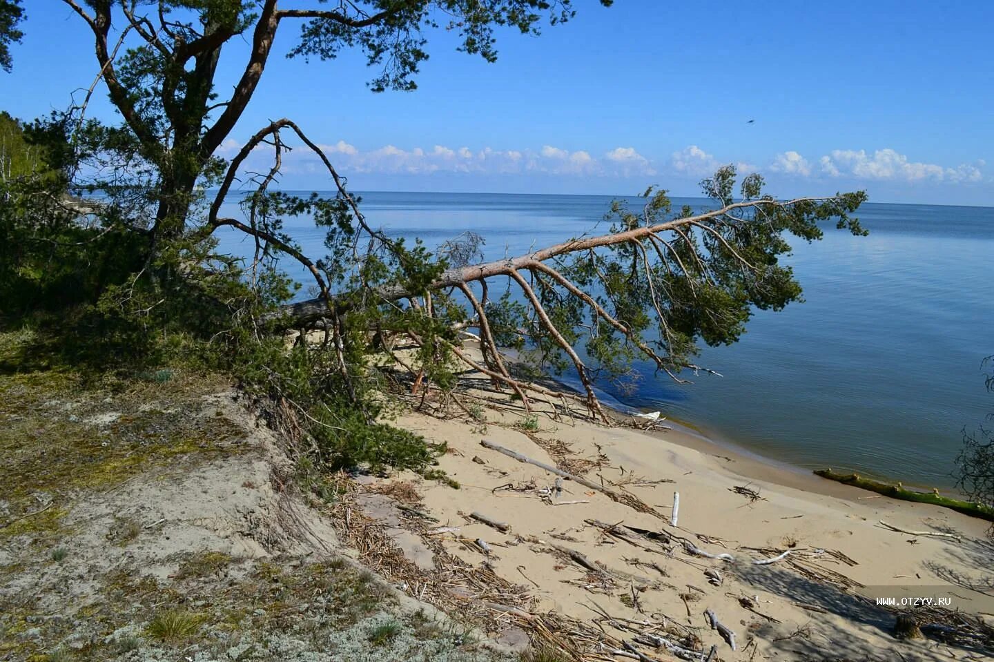 Поселок Морское Куршская коса. Поселок Лесной Куршская коса. Пляж поселок Лесной Куршская коса. Посёлок Лесное Калининградская область Куршская коса.