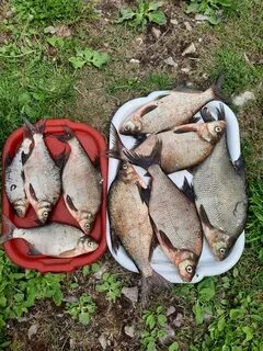 Рыбацкое счастье в новгородской