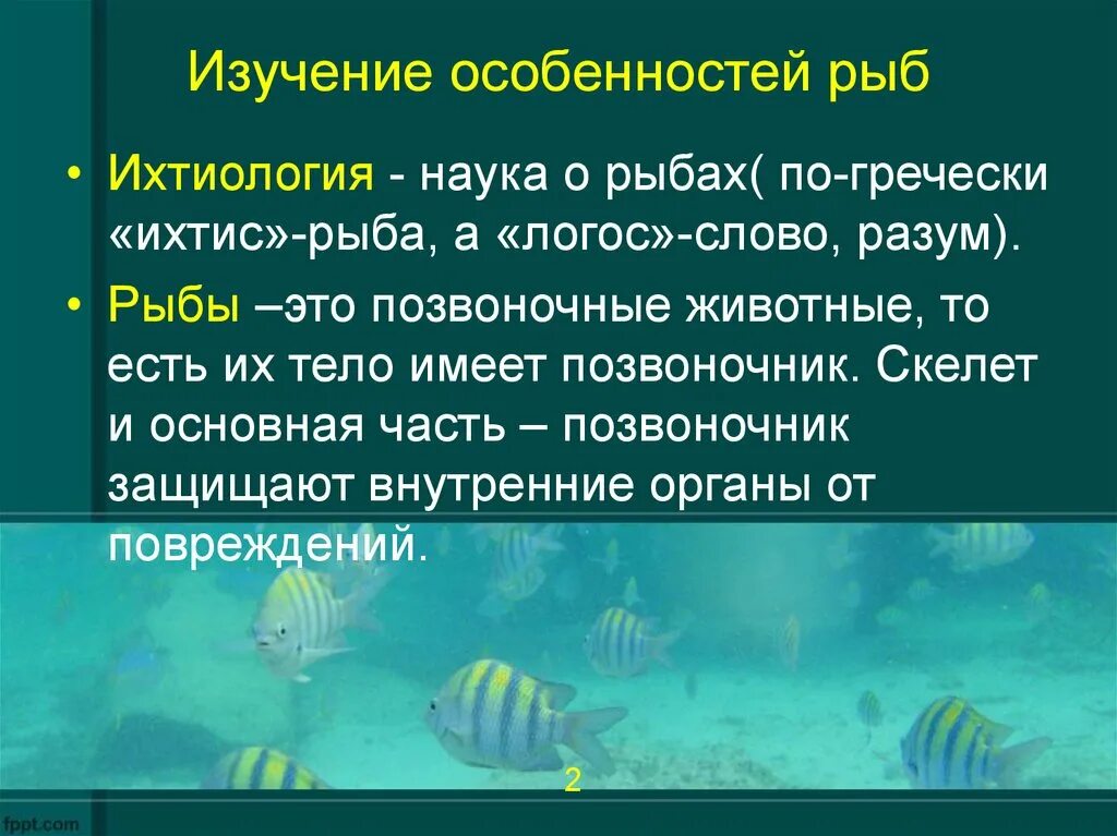 Изучение рыб наука. Ихтиология это наука о рыбах. Ихтиология это наука изучающая. Биологические науки рыбы.