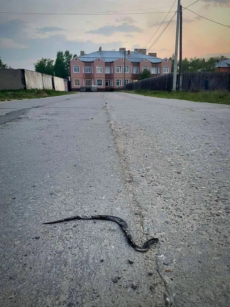 Змеи в ХМАО. Змеи в ЯНАО. Змеи в городе.