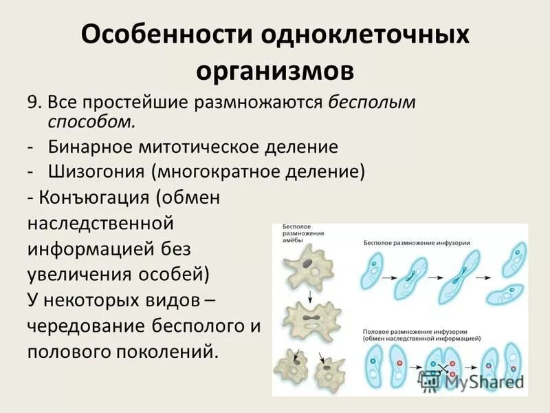 Бесполое развитие организмов