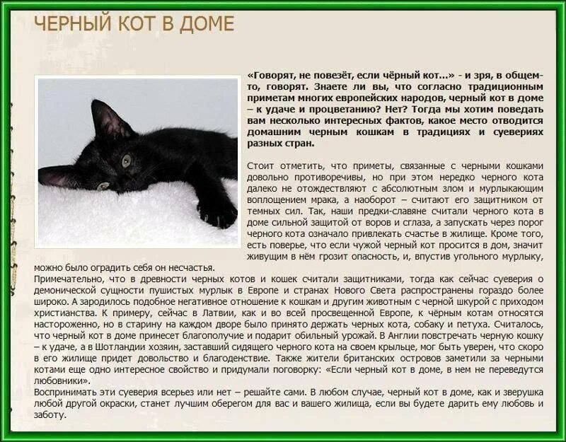 Кот дома хорошо или плохо