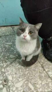 Найденные коты в твери