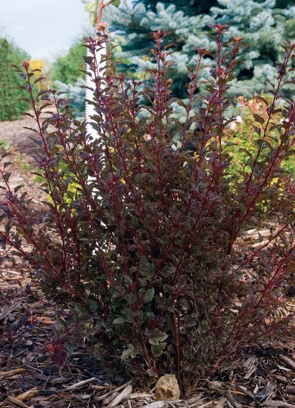 Пузыреплодник калинолистный литтл дэвил. Пузыреплодник калинолистный "литтл девил". Пузыреплодник калинолистный литтл дэвиль. Пузыреплодник калинолистный литтл джокер (little joker). Литл девил.