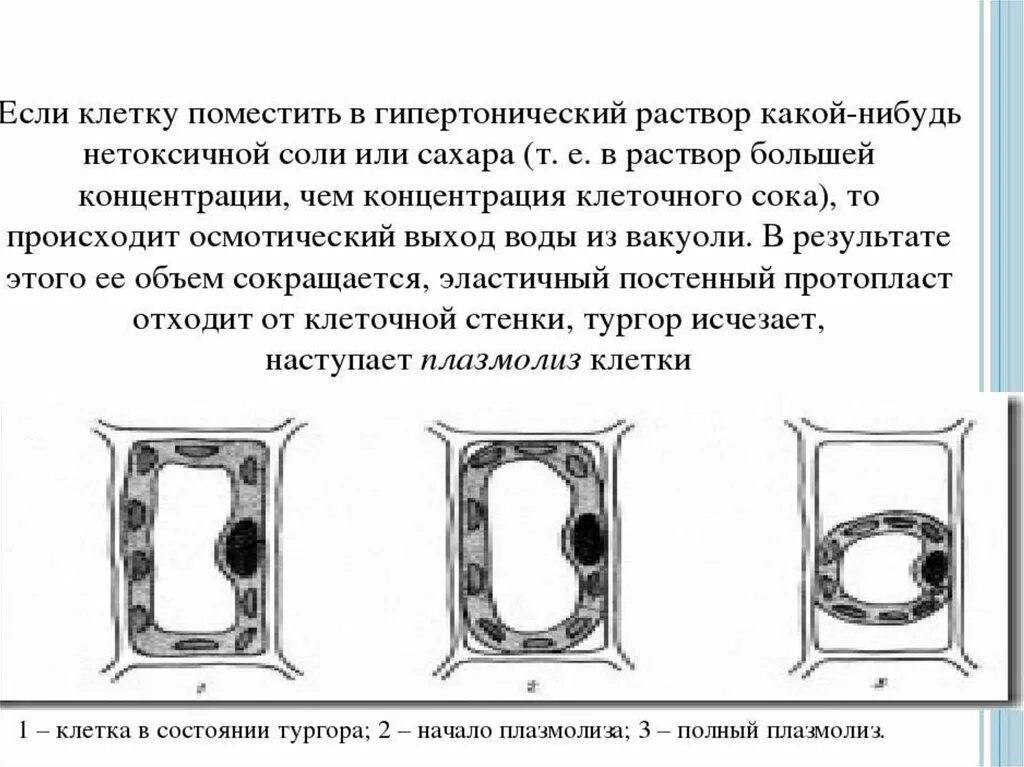 После чего в воду помещают. Плазмолиз строение. Плазмолиз клетки. Тургор плазмолиз деплазмолиз. Растительная клетка в гипертоническом солевом растворе.