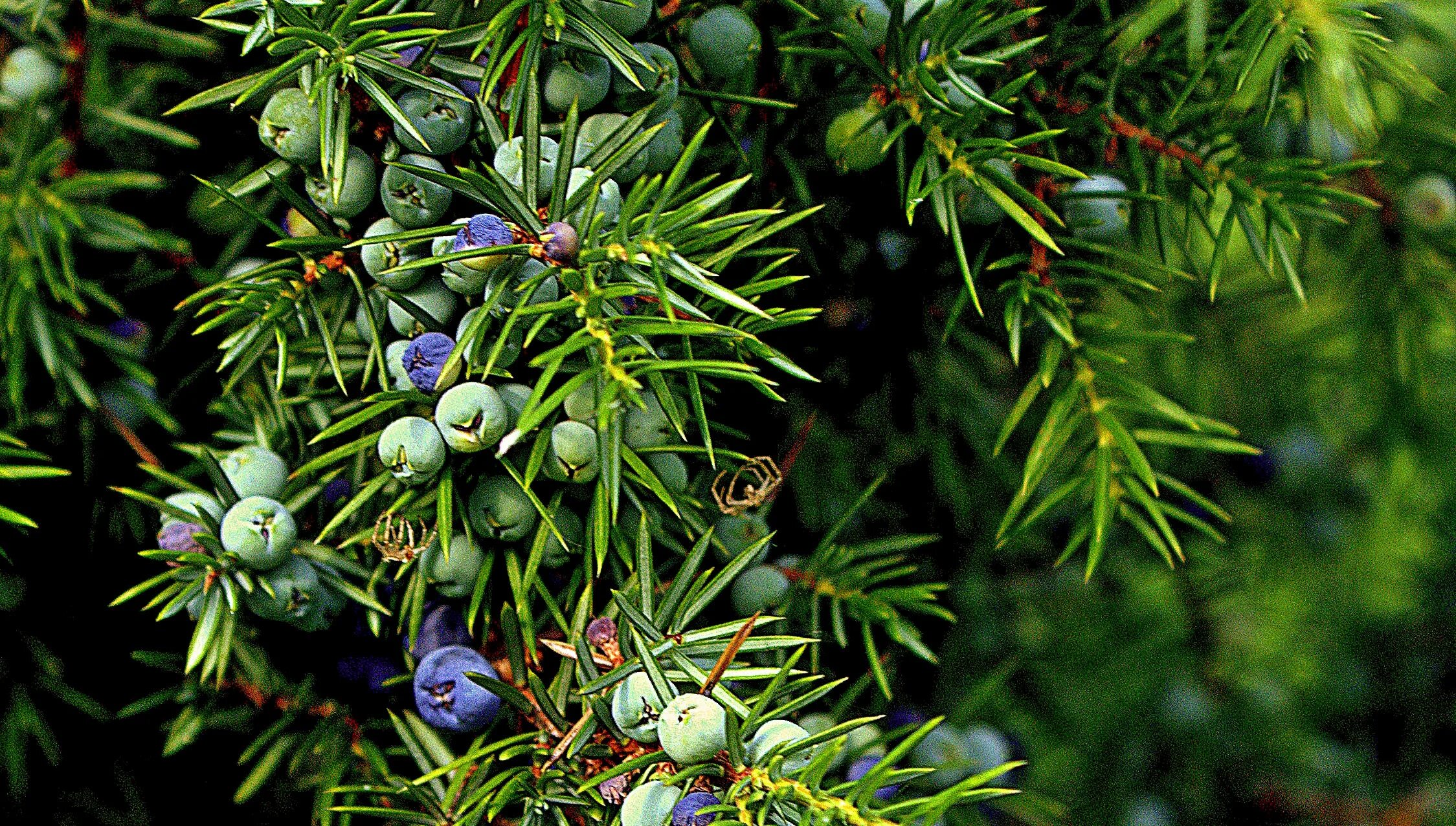 известно что можжевельник обыкновенный кустарник который. кипарисовые таксон. известно что можжевельник обыкновенный кустарник который. уральский вереск хвойный. можжевельник обыкновенный или верес.