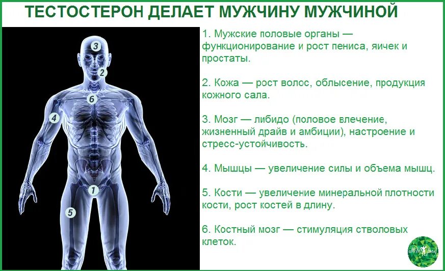 Как проявляется тестостерон. Тестостерон у мужчин. мужской гормон тестостерон. тетраптерон. тестгстерондля мужчин.