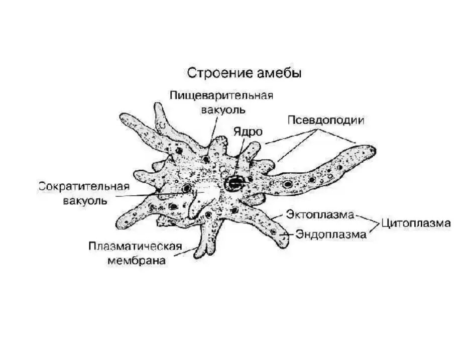 Пищеварительная вакуоль рисунок. Строение амебы обыкновенной. Структура амебы обыкновенной. Схема строения амебы. Строение амебы Протей 7 класс.