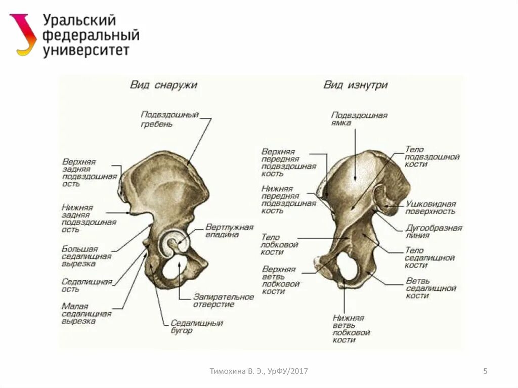 Подвздошная кость анатомия строение. Подвздошная кость таза анатомия. Тазовая кость анатомия строение. Тазовая кость вид снаружи анатомия.