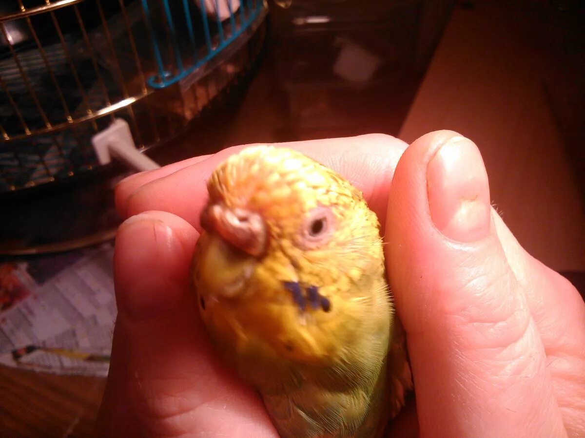 Болезни волнистых попугаев. Попугай приболел. Как понять что попугай болеет. Как понять что попугай болеет. Больные попугаи.