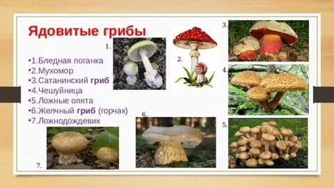 Ядовитые грибы обж 8 класс