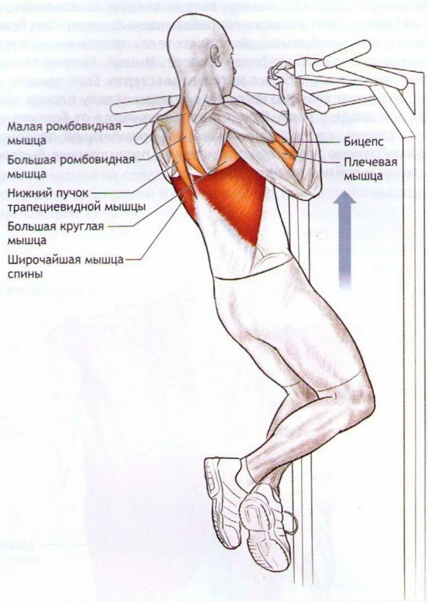 Подтягивания мышцы задействованы. Схема работы мышц при подтягивании. Схема подтягиваний обратным хватом. Подтягивания обратным хватом мышцы.