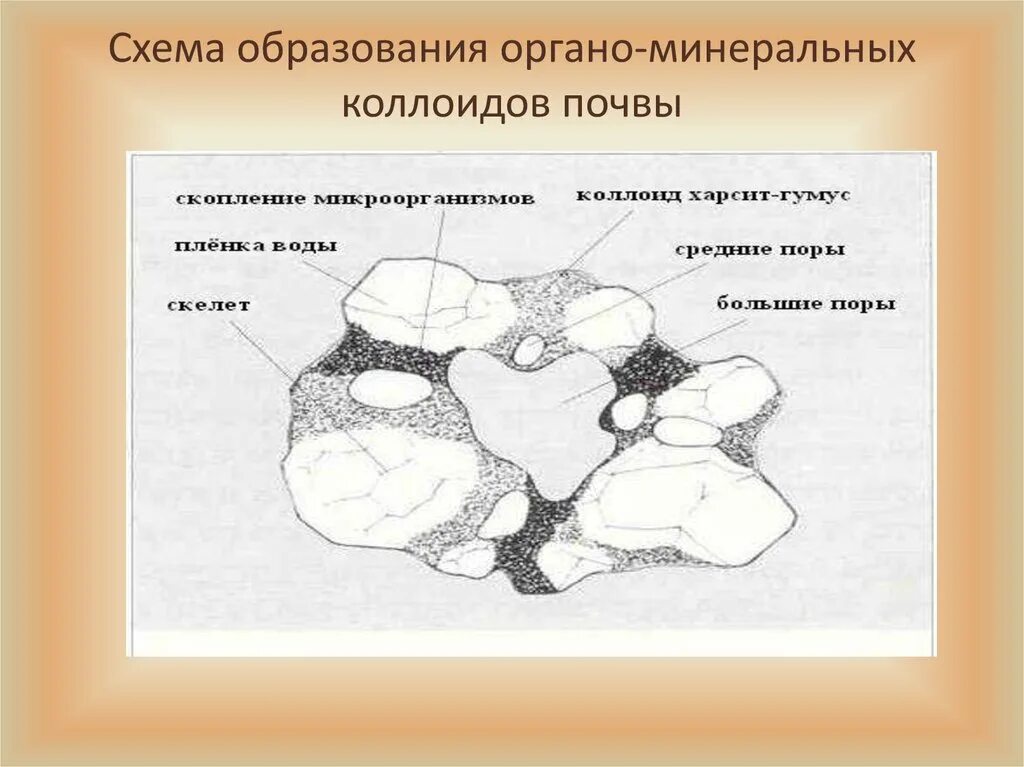 Почва образуется из минеральных частиц