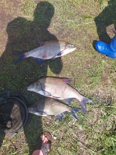 Рыбалка на белоярском водохранилище в контакте. Белоярское водохранилище. Белоярское водохранилище Свердловская область. Белоярское водохранилище сегодня. Белоярское водохранилище с глубинами.