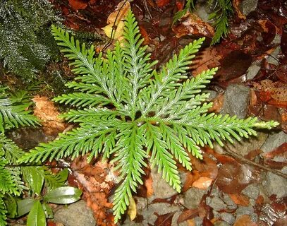 Re plant
