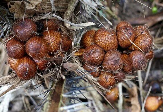 Pokok Buah Salak